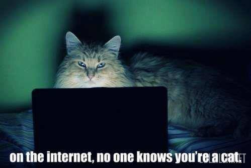 internetcat.jpg