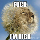 Fuck-Im-High-Lion.png